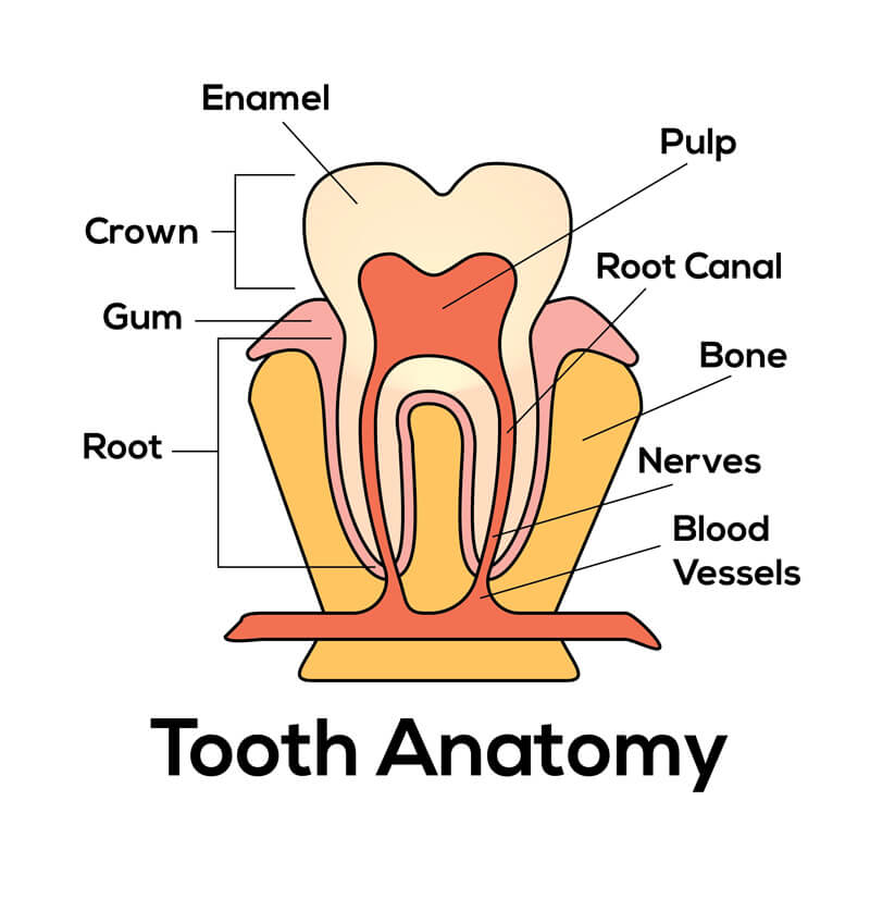 Safety Bay Dental Care Centre Dental Services - Dental Crowns Cross Section Tooth Anatomy